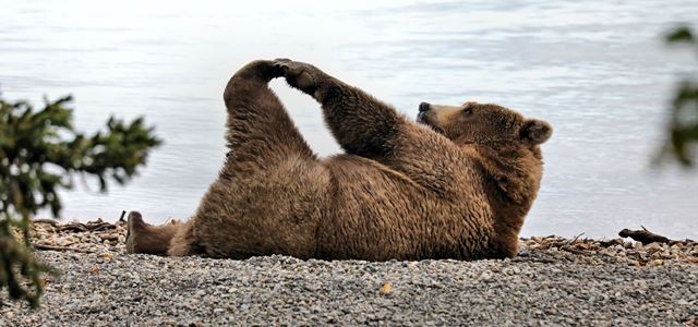 B&auml;r macht Sachen